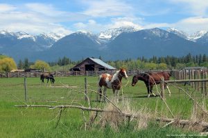 Montana_mountains_Ronan_MT_horses